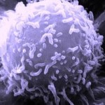 Kancer ćelija