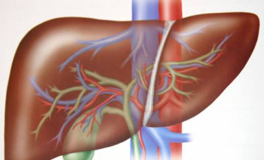 Žučni putevi i jetra