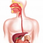 Human digestive system cross section