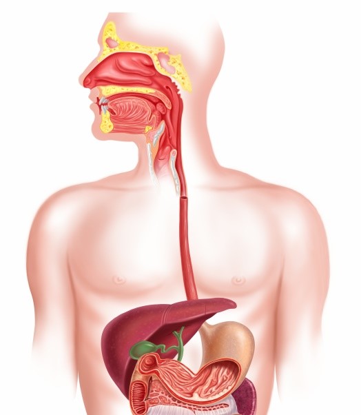 Human digestive system cross section